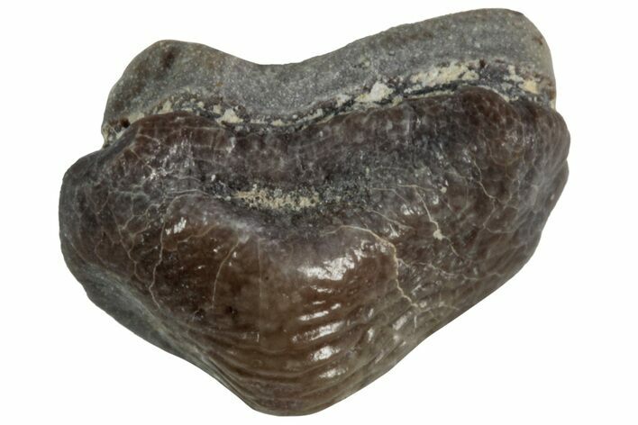 Fossil Crusher Shark (Ptychodus) Tooth - Kansas #218677